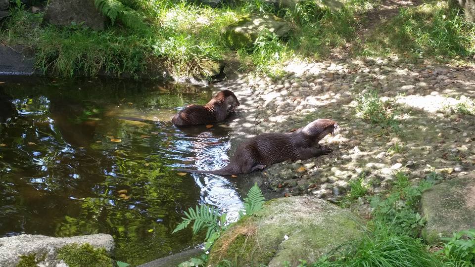 Chilling out with some Otters: Buckfast Butterfly Farm and Dartmoor Otter Sanctuary - Lost in the North