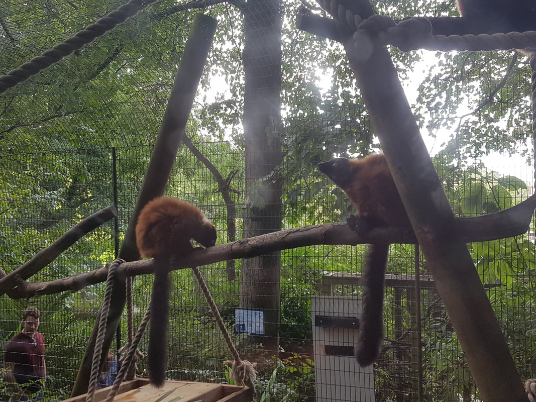 Hanging out with monkeys: Shaldon Zoo - Lost in Zoo